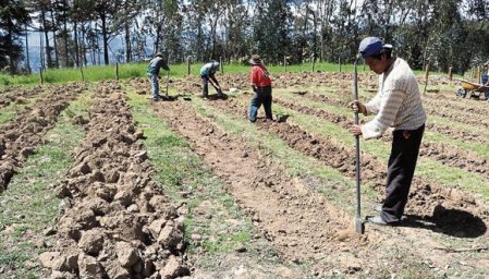 Productores agrarios de Perú podrán refinanciar créditos pero se enfrentan a escasez de urea