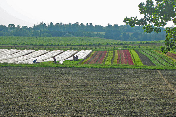 Agricultura regenerativa, la solución para proteger los suelos frente al cambio climático