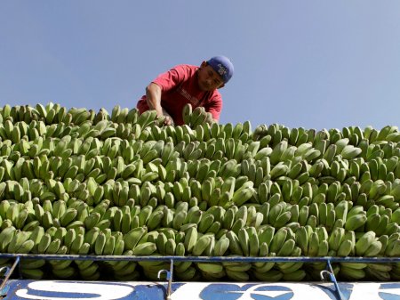 Perú deja de exportar más de US$ 500 mil en bananos por cada día de paro de transportistas