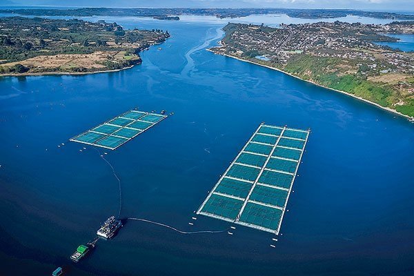 SMA dicta medidas contra Salmones Multiexport por utilización de químicos en proyecto de Cochamó