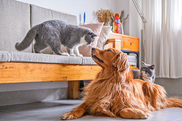 Seguros de mascotas: ¿Qué cubren los planes que ofrece el mercado?