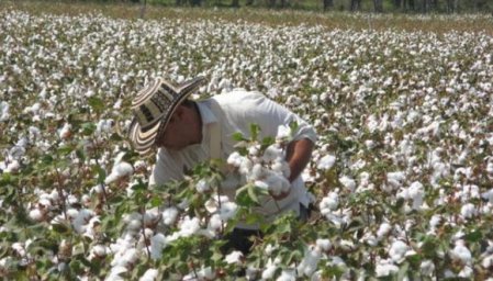 Algodón peruano en su mejor momento, sumará 12.000 nuevas hectáreas