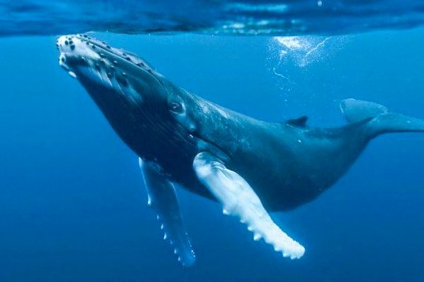 La propuesta del experto del FMI que busca compensar emisiones protegiendo a ballenas y elefantes