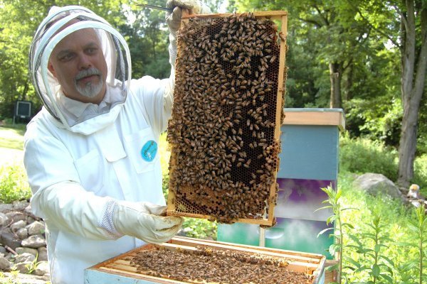 Investigadores chilenos desarrollan biofármaco para combatir mortal hongo en abejas