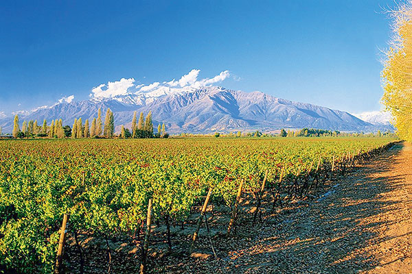 <p>Concha y Toro anuncia “la mayor inversión de su historia” pese a advertir escenario global altamente incierto</p>