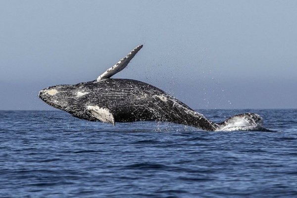 La crisis climática hará las aguas neozelandesas inhóspitas para las ballenas