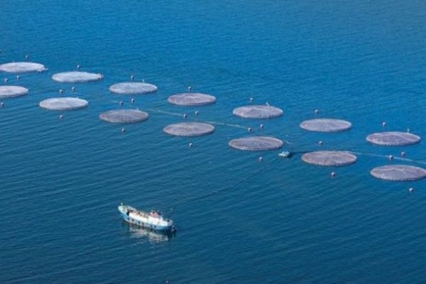 Muere trabajadora mientras realizaba labores de mantenimiento en faena de salmonera Nova Austral en Magallanes