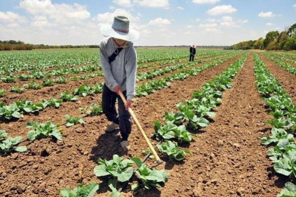 Comisión de Seguridad Alimentaria presentó diez primeras propuestas: incluye nueva ley de riego