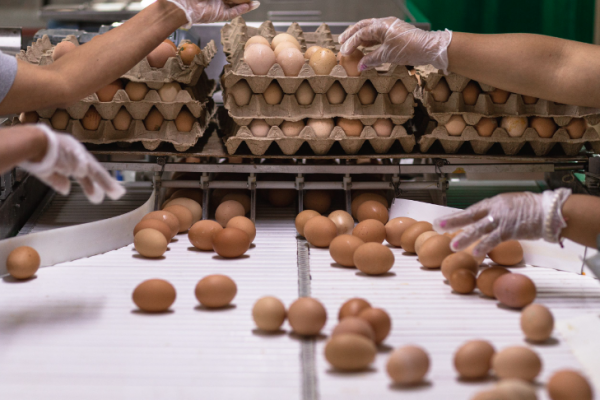 <p>Uno de los mayores productores de huevos del país se acoge a reorganización judicial</p>