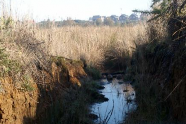DGA multa a inmobiliaria con $ 30 millones por drenar humedal Llantén en Los Lagos y ordena modificar obras