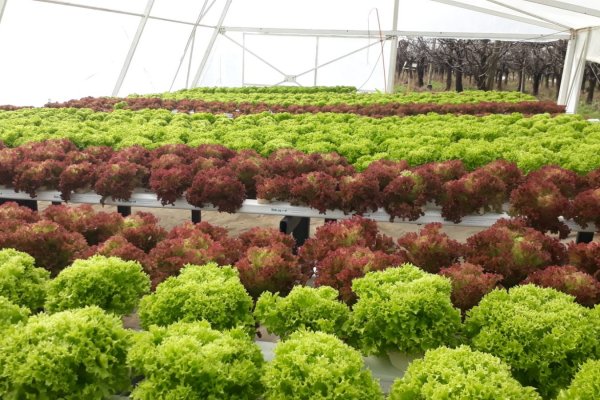 Equipo de la U. Austral creó invernaderos inteligentes para aumentar la producción de hortalizas en invierno