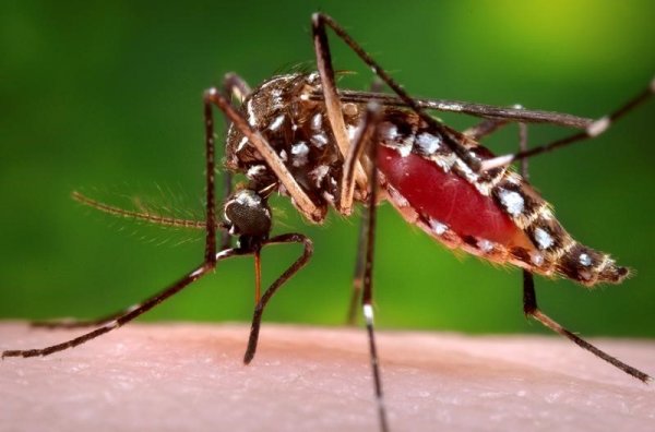 China debate la idoneidad de eliminar globalmente a los mosquitos