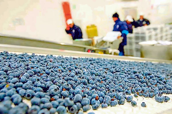 <p>Los argumentos que Hortifrut le dio a los tenedores de bonos para resolver discrepancia en contratos</p>