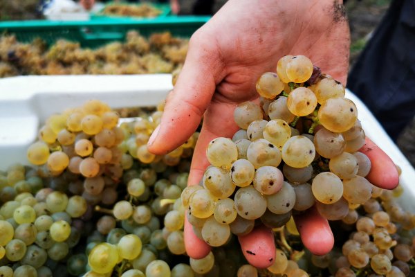 <p>A la fecha, se ha comenzado a producir vinos en zonas como Chiloé y Coyhaique, por sus condiciones climáticas. Foto: Reuters</p>