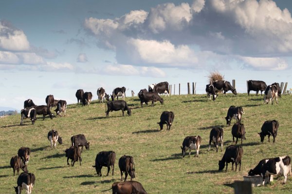 Nueva Zelanda gravará las emisiones agrícolas en la granja por primera vez en el mundo