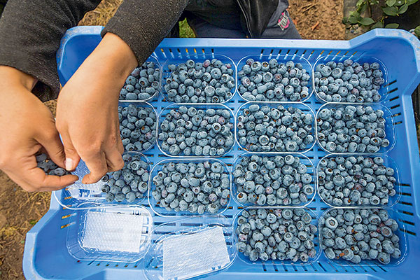 Hortifrut logra modificar contratos de emisión y cierra discrepancia con tenedores de bonos