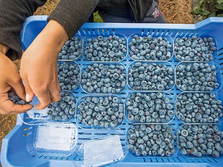 Chilena Hortifrut logra modificar contratos de emisión y cierra discrepancia con tenedores de bonos