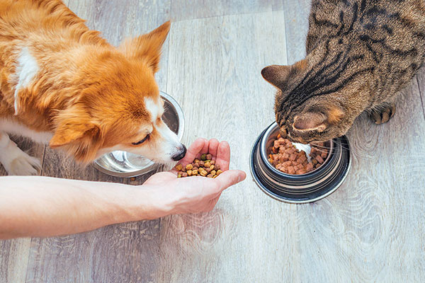 Gremio alimentario impulsa nueva regulación en comida para mascotas y mercado en Chile superaría US$ 1.000 millones