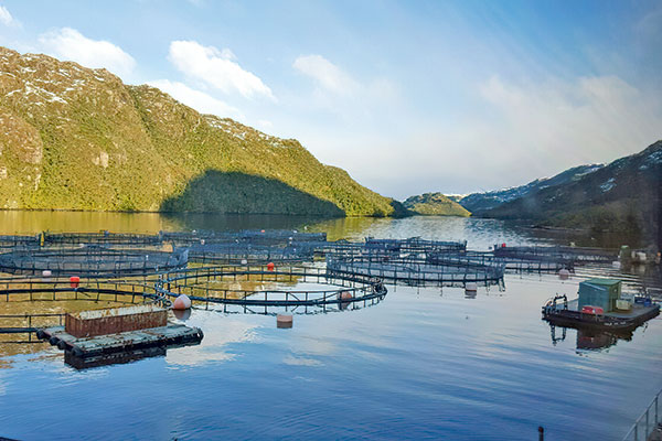 Fondo de inversión toma control total de Nova Austral en medio de conflicto de la salmonera con la SMA