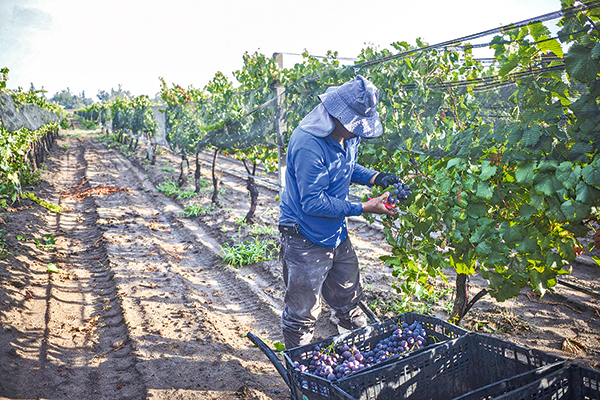 <p>El Consorcio I+D Vinos de Chile con prácticas de control y parametrización del entorno de la vid ha logrado ahorros de 18% de agua.</p>
