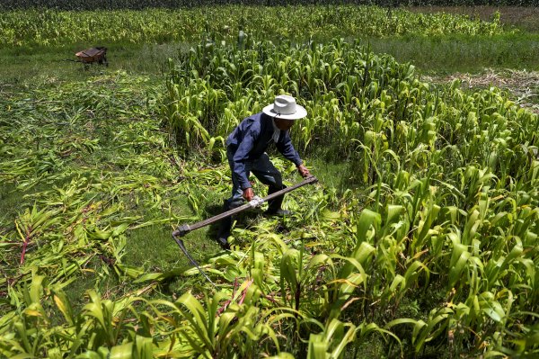 <p>COP27: Agencia alimentaria de la ONU lanzará en 2023 plan sobre emisiones agrícolas</p>