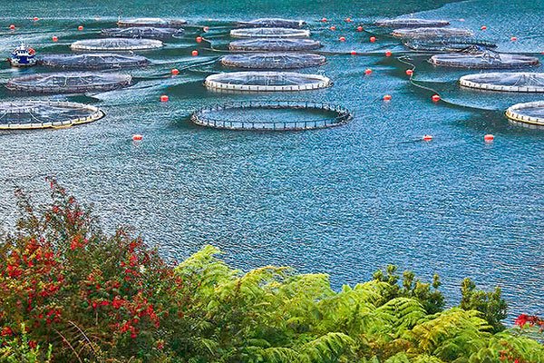 <p>Ganancias de Salmones Camanchaca se cuadruplican en medio de recuperación de la industria acuícola</p>