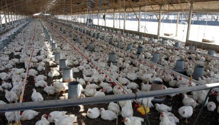 Ecuador y Perú declara emergencia zoosanitaria por brote de influenza aviar