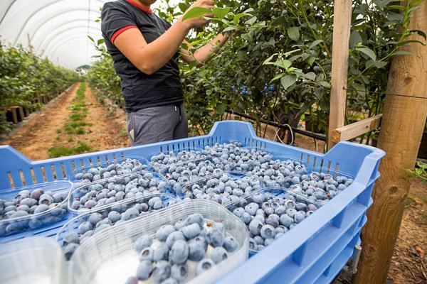 Exportaciones mundiales de fruta se encuentran en riesgo debido a la crisis política en Perú