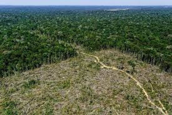 La deforestación de la Amazonia brasileña marcó un récord en el último año de Bolsonaro