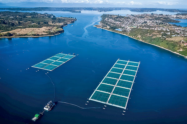 <p>Salmonera Nova Austral pide atenuar sanciones por situación financiera: "Implicará el cese de operaciones en el país"</p>