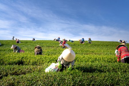 Cerca de 200 empresas agroexportadoras están en riesgo de quebrar por protestas en Perú