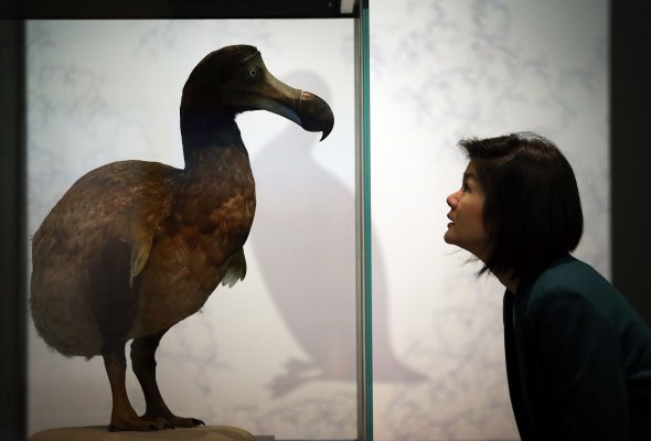 Startup estadounidense busca traer de regreso al pájaro dodo y al mamut lanudo