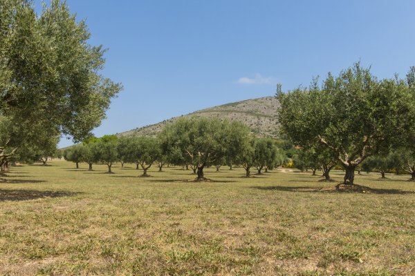 <p>Opinión FT: La escasez de suministro de aceite de oliva en Europa puede ser permanente</p>