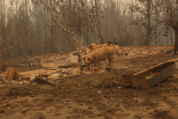Ministerio de Agricultura duplicará el presupuesto para enfrentar emergencia por incendios