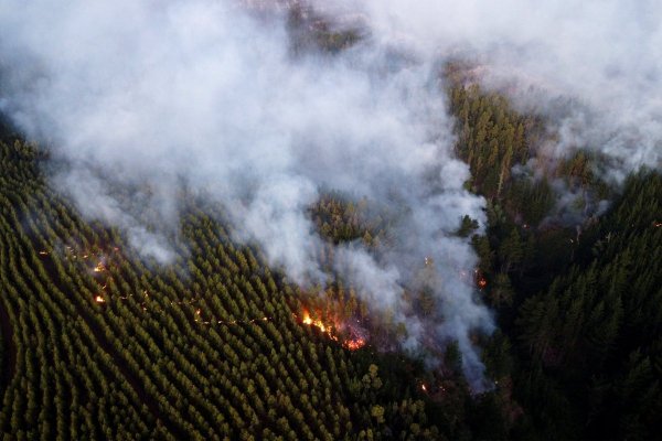 Abogados analizan los alcances de la discusión que se abriría en el sector forestal