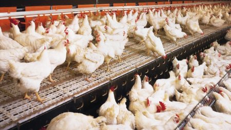 Avanza rápidamente la gripe aviar en América Latina: Argentina y Uruguay se suman a la lista y ya son 11 los países con contagios