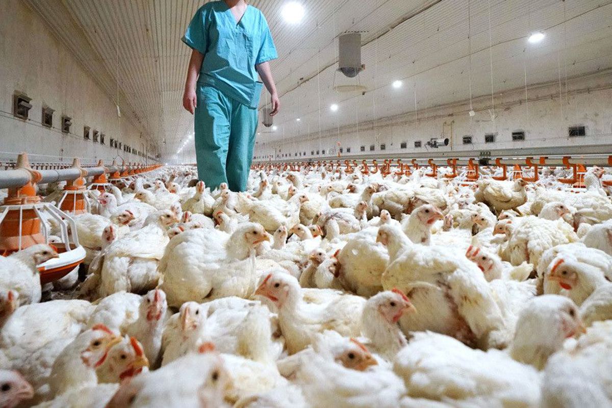 <p>Gremio exportador de carne de pollo y pavo: “Estamos en alerta, pero tranquilos” por la gripe aviar</p>