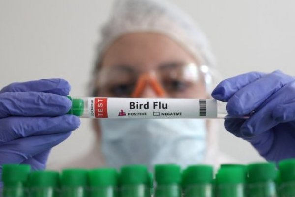 <p>Los expertos mundiales en gripe se reúnen con el riesgo por el H5N1 en la agenda</p>