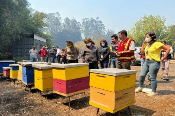 <p>Piden subsidios en ayuda de agricultores por los 39 mil colmenares quemados en incendios y sus efectos en la polinización</p>