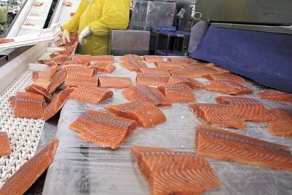 <p>Grupo alemán Schörghuber desiste de venta de salmonera Ventisqueros</p>