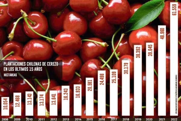 <p>El boom de la cereza: plantaciones se han multiplicado por 19 y se afirman como el principal frutal de Chile</p>