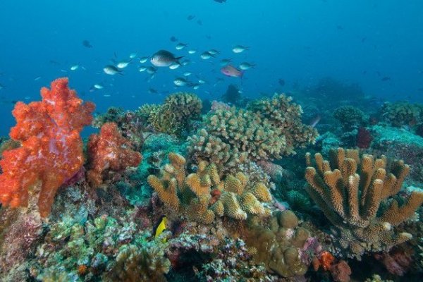 <p>Naciones Unidas logra histórico acuerdo para establecer tratado que proteja la altamar</p>