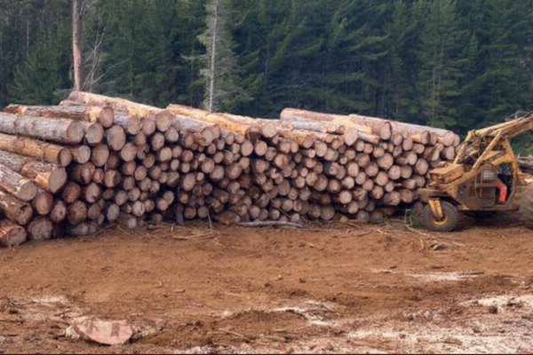 <p>Los "Pandora Papers" de la madera revelan que tres cadenas de compra y venta en Chile adulteraban el origen de la materia prima</p>