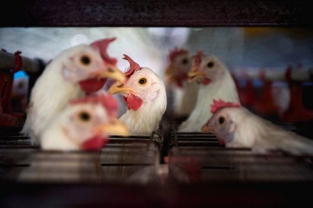 Chile suspende exportaciones por llegada de la gripe aviar a centro de la empresa Agrosuper