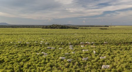 Plan para invertir US$ 1.000 millones en agricultura sostenible en Sudamérica no cumple su objetivo