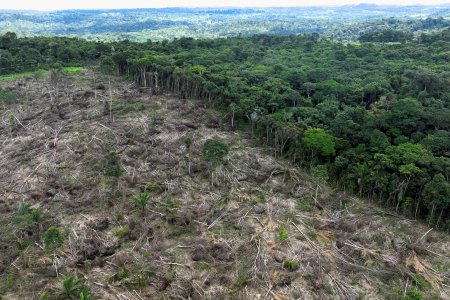 Brasil sale a la búsqueda de startups en su batalla por reforestar la Amazonía