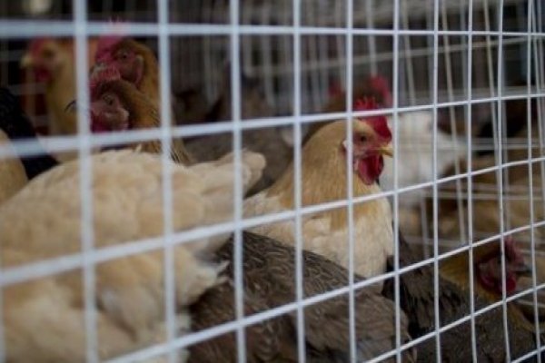 <p>Gobierno confirma nuevo caso de influenza aviar en Linares: afecta entre 4 mil y 5 mil aves</p>