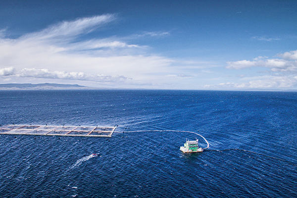 <p>Inversionistas chinos contra Isidoro Quiroga: inician arbitraje a cuatro años de la compra de salmonera Australis</p>