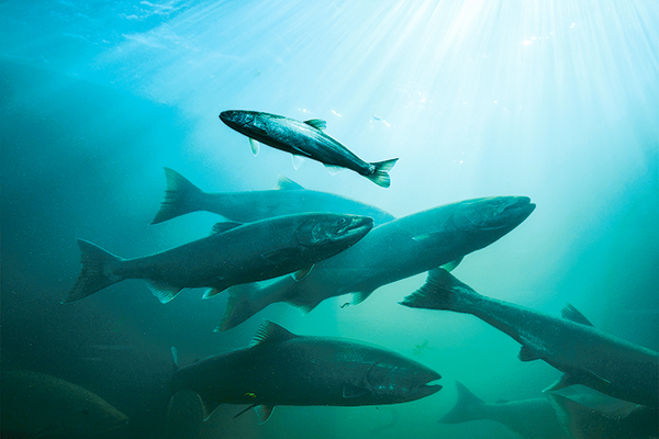 Biotech chilena desarrolló un aditivo natural para el piojo de mar en salmones