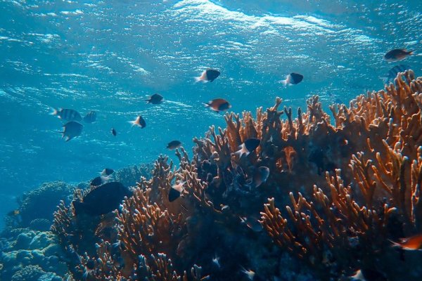 <p>Los organismos diminutos dominarán los océanos debido a la acidificación por el cambio climático</p>